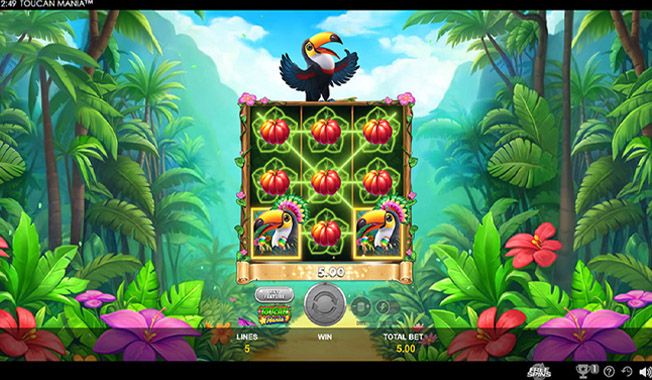 Toucan Mania-gallery-0
